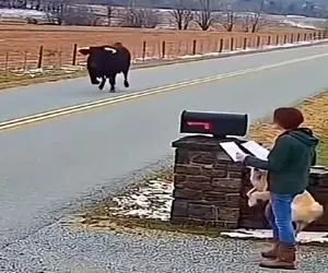 معماری طبیعت؛ زنه فک کرد با مذاکره گاو میره شاخش نمیزنه ولی خب گاوه دیگه سوپرایزش کرد