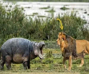 مستند حیات وحش؛ ستیز اسب آبی و شیر که از جونش سیر شده با پایانی شوکه کننده