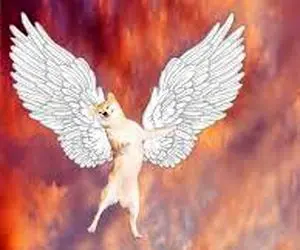 مهاجرتی جدید از دوج کوین!