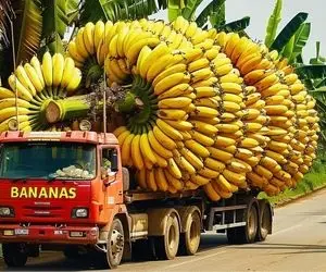 کشاورزی نوین؛ تو مزارع چند هکتاری موز کاشتن خوشه های 1000 تایی رو با ریل هوایی میبرن