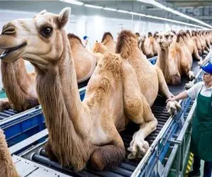 فرآوری شتر؛ شتر که از کار افتاده شد گردن میزنن برا استحصال گوشت