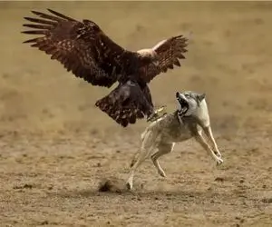 جنگ حیات وحش/ نبرد دیدنی بین عقاب و گرگ/ عقاب از بالای آسمان حمله ور میشه