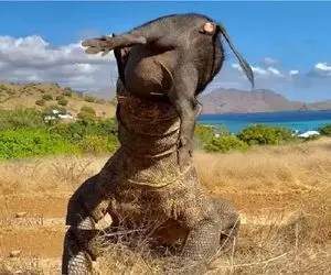 مستند حیات وحش؛ گراز با گیر کردن تو حلق کومودو زهرش شد