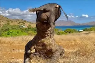 مستند حیات وحش؛ گراز با گیر کردن تو حلق کومودو زهرش شد