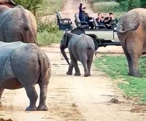 از جذابیت های حیات وحش؛ فیل های غول کرگدن گردن کلفت و جیگر دار رو دیدن جیم شدن