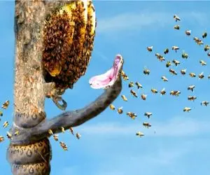 مستند حیات وحش؛ مار سر به تنش زیادی بود کردش تو لونه زنبور