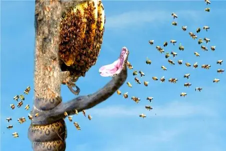 مستند حیات وحش؛ مار سر به تنش زیادی بود کردش تو لونه زنبور