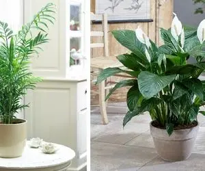 گیاهان آپارتمانی تصفیه کننده هوای خونه / تو اینا یه دکمه هست جای کثیف باشن فعال میشه