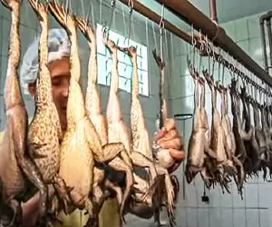 فرآوری قورباغه؛ آقاهه مثل چشماش از قورباغه ها مراقبت میکنه پوست کنده به خورد ملت میده