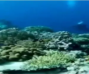 مستند کاوش؛ زلزله ۷/۲ ریشتری زیر اقیانوس ماهی و غواص رو باهم به خاک و خون کشوند