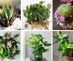 دلیل رشد نکردن گیاهان آپارتمانی / اینارو رفع کن 2 روز دیگه بهش میگی قد و بالاتو بنازم