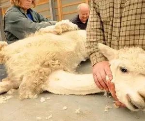 فراوری شتر؛ این شترهای جذاب رو پرورش میدن تا پشم هاش بلند بشه بعد با قیچی اصلاحش کنن