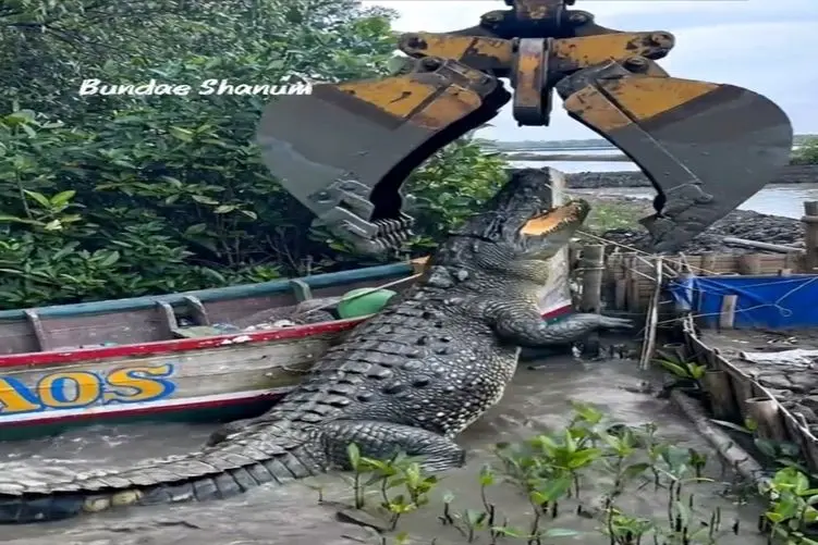 معماری طبیعت؛ کروکودیل رو بردن قایق سواری صدا اژدهای دو سر میده