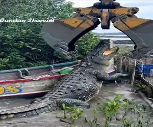 معماری طبیعت؛ کروکودیل رو بردن قایق سواری صدا اژدهای دو سر میده