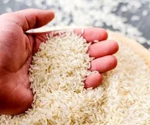 قیمت جدید برنج ایرانی در بازار چند؟