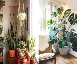 گیاهان آپارتمانی برا اعصاب خوردها / خودت یا اطرافیانت زود از کوره درمیرید ازینا بخرید