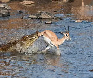 از جذابیت‌های حیات وحش؛ شنا سوئدیو باید از این اهو یاد گرفت از ترس مث نهنگ جست میزنه