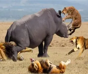 مستند حیات وحش /  کرگدن گر رد دهد ده شیر حریفش نیست