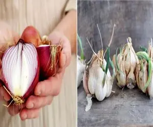 چیکار کنیم سیر و پیاز زود جوانه نزنن؟/ ترفندهای مادربزرگ ها برای نگهداری طولانی مدت