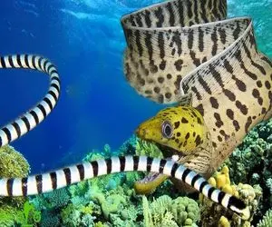 دنیای آبزیان؛ مار ضحاک رفته قعر دریا سر مار ماهیو کرد تو دهنش قطع کرد برد برا بچش