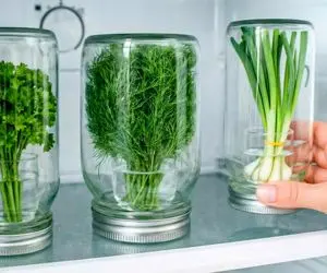 ترفندهای خانگی؛ دیگه سبزی رو فریز نکن اینجوری تو یخچال تازه میمونه