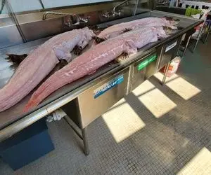 سلاخی کروکودیل؛ پوست کروکودیل رو درسته می کنن و گوشتش رو میدن واسه آشپزخانه