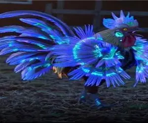 کارخانه حیوانات؛ مهندسی ژنتیک خروس و کرم شبتاب ترکیب زدن شده خروس با پر شبرنگ