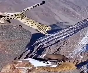 مستند حیات وحش؛ به پلنگ نمیومد این همه الاغ باشه