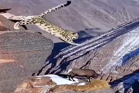 مستند حیات وحش؛ به پلنگ نمیومد این همه الاغ باشه