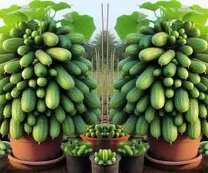 کشاورزی نوین؛ تخم کدو رو با خمیردندون ترکیب کرد کاشت هر کدوم قد چوب بیسبال شد