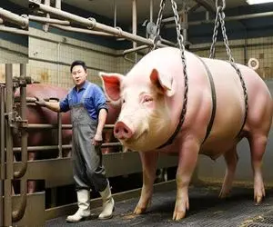 فرآوری خوک؛ خوک حرومی صورتی و بعد قلمبه شدن برد کارواش گردنشو زد گوشت چرخی شه