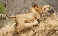 از جذابیت های حیات وحش؛ عاقبت کفتاری که پر رو بازی درمیاره و جلوی شیر عرض اندام میکنه!