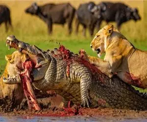 مستند حیات وحش / تمساح دهن گشاد با دم شیر بازی کرد دل روده اش بیرون ریخت