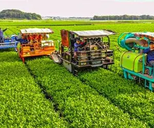 کشاورزی نوین؛ مزرعه چند هکتاری کاشت چای سبز تو ژاپن بریم راز لاغری ژاپنی هارو بشناسیم