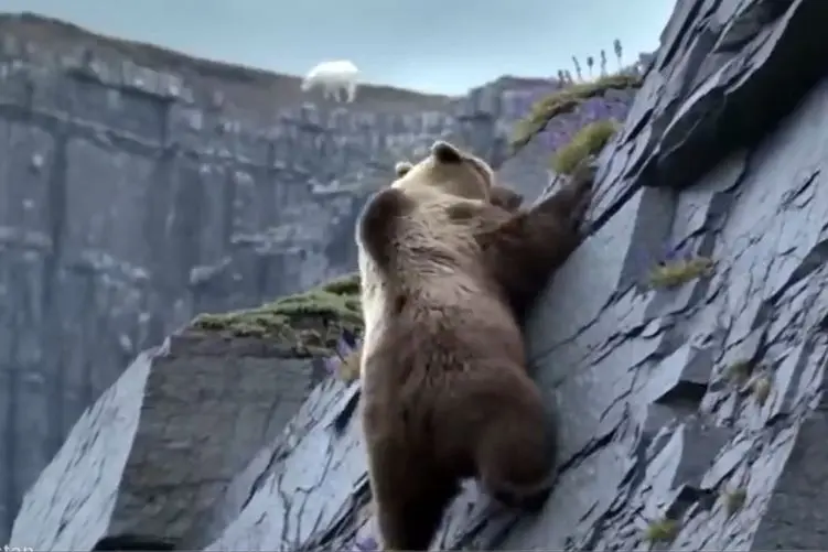 قلمرو حیوانات؛ خرس به دنبال بز کوهی صخره ها را درنوردید