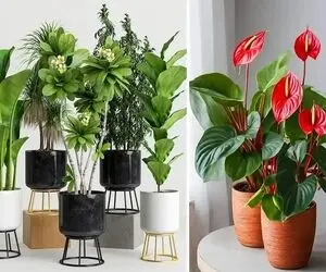 گیاهان مقاوم در برابر آبیاری کم؛ مختص اونایی که وقت و حوصله آب دادن به گلا رو ندارن