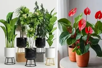 گیاهان مقاوم در برابر آبیاری کم؛ مختص اونایی که وقت و حوصله آب دادن به گلا رو ندارن