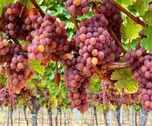 کشاورزی نوین؛ انگور خوشه ای پرورش داده شبیه لوستر 20 شاخه بزرگ و درخشنده