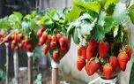 کشاورزی نوین؛ رازهای پرورش توت فرنگی آبدار و شیرین باغ سرپوشیده
