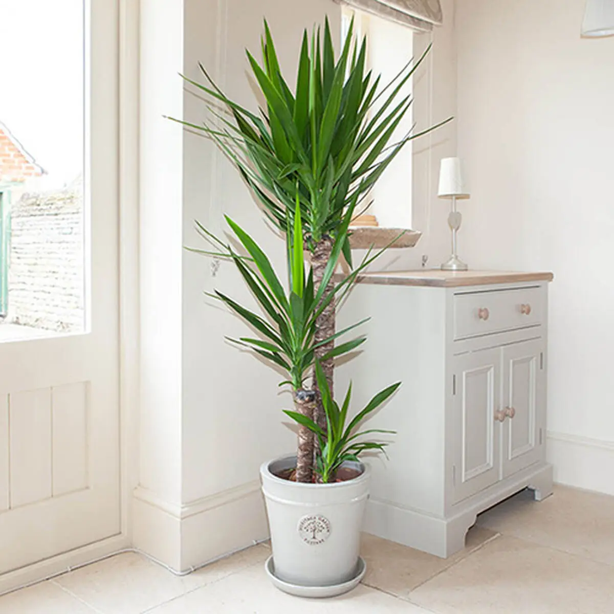 Yucca-5
