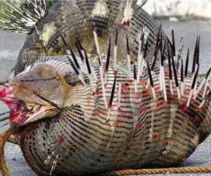 جذابیت حیات وحش؛ جوجه تیغی برا حراست از جونش هرکی تو راهش بوده سوراخ کرده