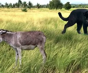 مستند حیات وحش؛ نبرد بی پایان بین شکارچی و طعمه و تسلط آنها بر اکوسیستم