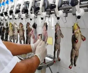 فرآوری قورباغه؛ بعد پرورش قورباغه رو بند رخت آویزونش میکنن تا خشک شه برا غذا