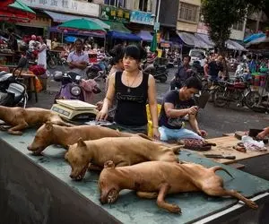 فرآوری سگ؛ سگ هار رو عقیم میکنن و بعد برشته شدن میارن وسط سفره تا بکشن به نیش