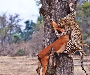 از جذابیت های حیات وحش؛ پلنگ آهو شکار کرد از خودش بزرگ تر اما زورش نرسید بخورتش!