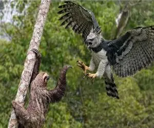 مستند حیات وحش؛ تنبل عرصه را بر عقاب تنگ میکند