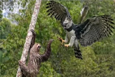 مستند حیات وحش؛ تنبل عرصه را بر عقاب تنگ میکند