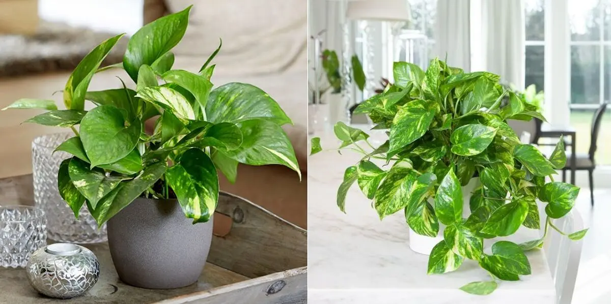 نحوه-نگهداری-پرورش-گیاه-پتوس
