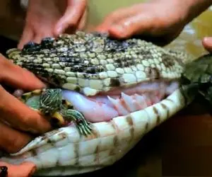 پخت کورکودیل بخت برگشته با سوپرایز تو شکمش؛ آشپزی در طبیعتی که رو دست نداره!