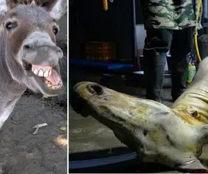 فرآوری الاغ؛ الاغ بیچاره رو بعد عمری سواری ناجوانمردانه کشتار میکنن تا بخورنش